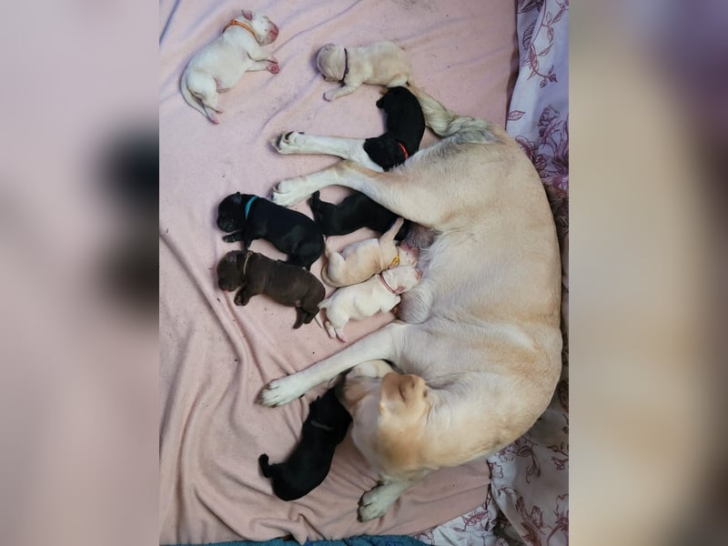 Labrador Welpen