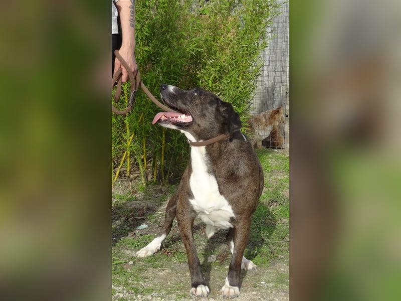 Leni, Mix Labrador / Pointer, lieb und verträglich