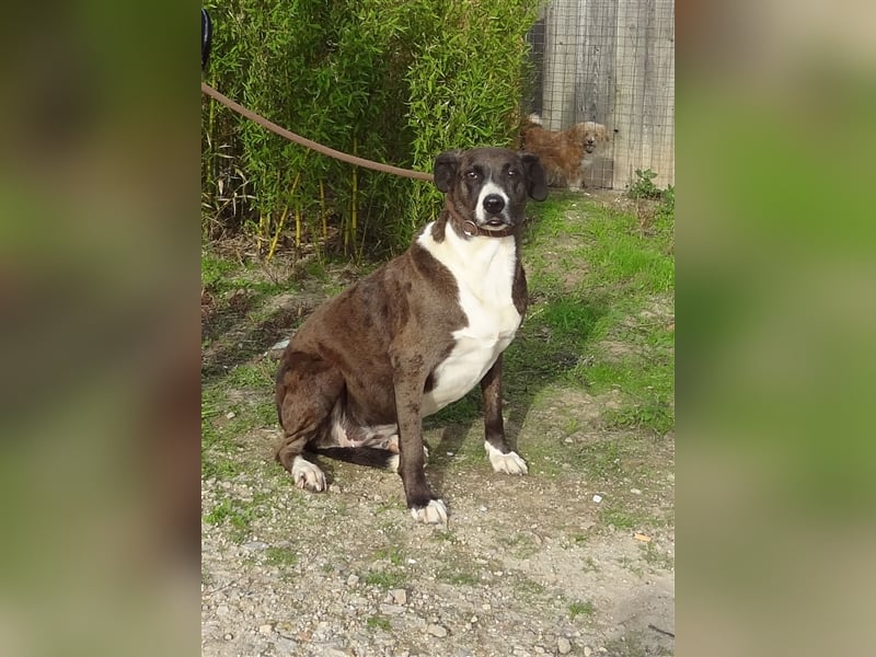 Leni, Mix Labrador / Pointer, lieb und verträglich