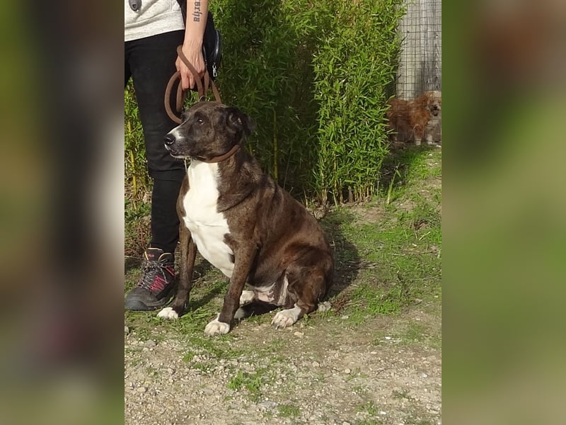 Leni, Mix Labrador / Pointer, lieb und verträglich