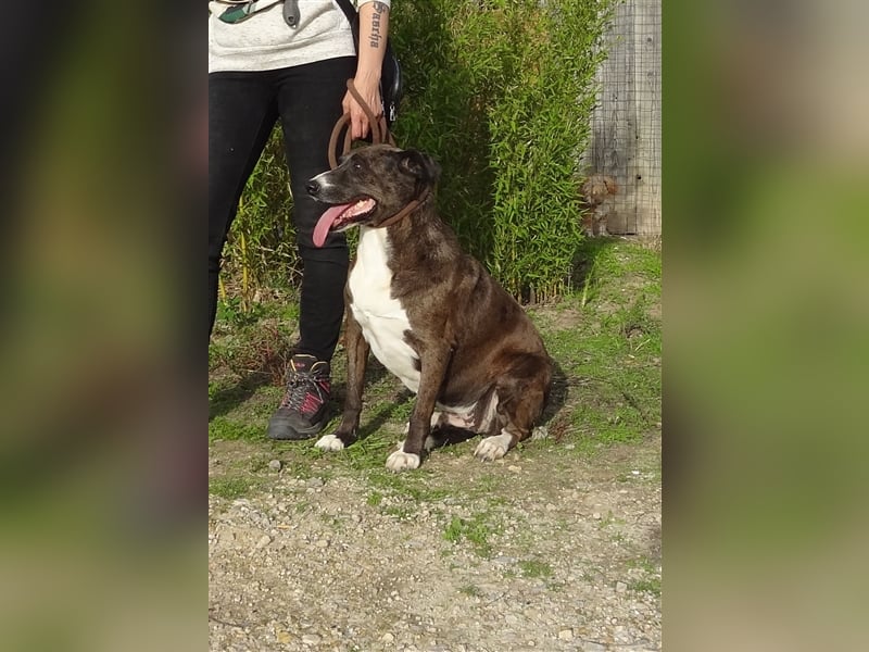 Leni, Mix Labrador / Pointer, lieb und verträglich