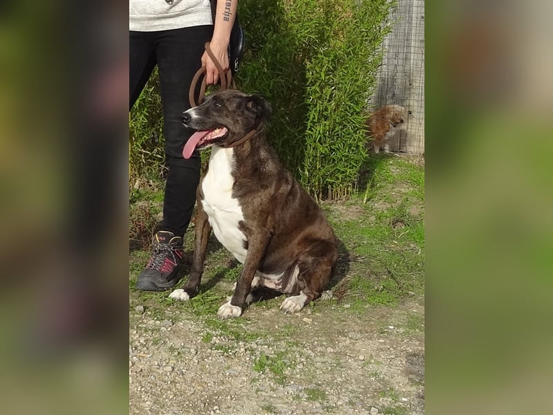 Leni, Mix Labrador / Pointer, lieb und verträglich