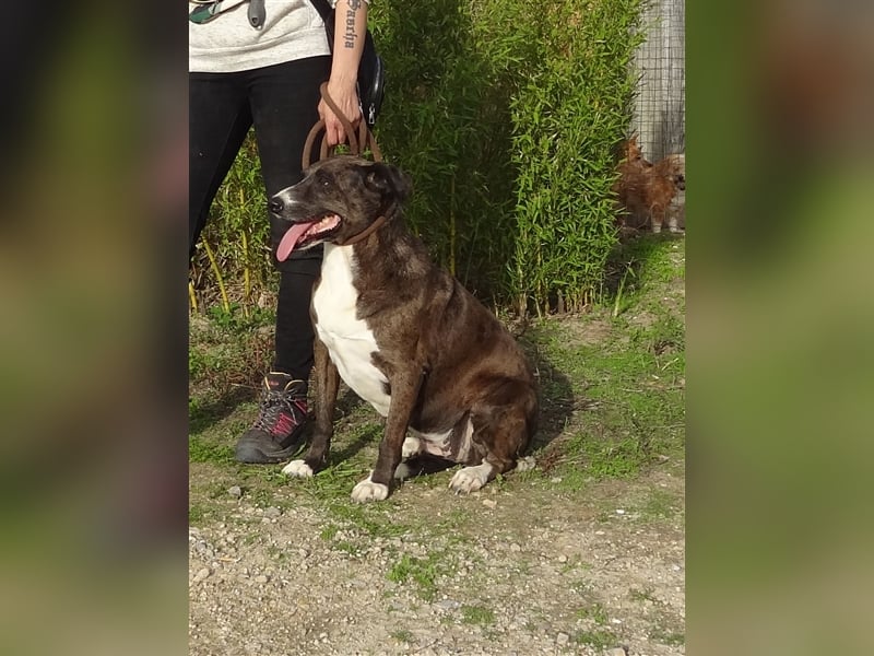 Leni, Mix Labrador / Pointer, lieb und verträglich