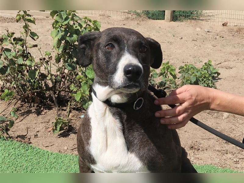 Leni, Mix Labrador / Pointer, lieb und verträglich
