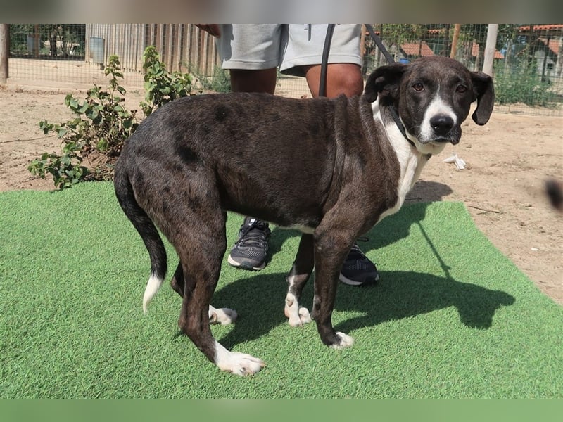 Leni, Mix Labrador / Pointer, lieb und verträglich