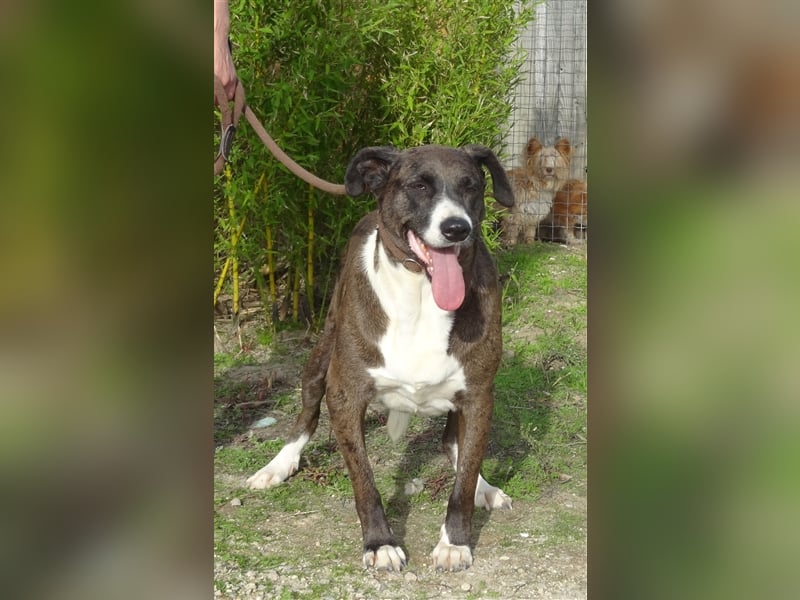 Leni, Mix Labrador / Pointer, lieb und verträglich