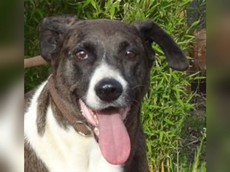 Leni, Mix Labrador / Pointer, lieb und verträglich