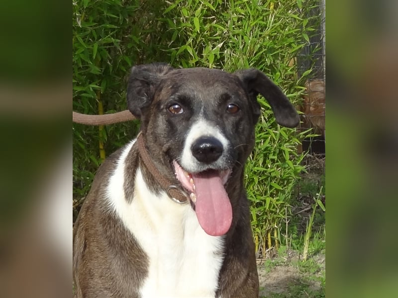 Leni, Mix Labrador / Pointer, lieb und verträglich