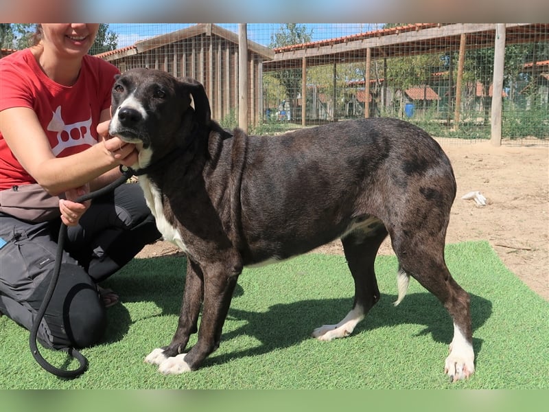Leni, Mix Labrador / Pointer, lieb und verträglich