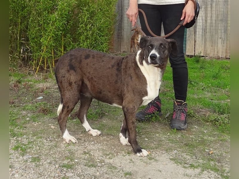 Leni, Mix Labrador / Pointer, lieb und verträglich
