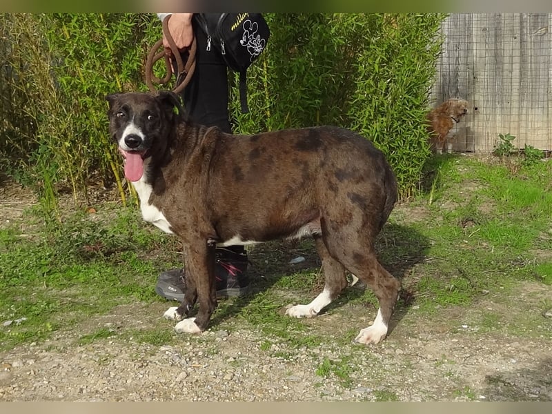 Leni, Mix Labrador / Pointer, lieb und verträglich