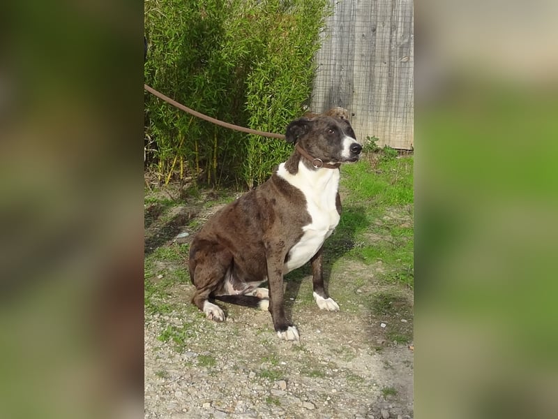 Leni, Mix Labrador / Pointer, lieb und verträglich