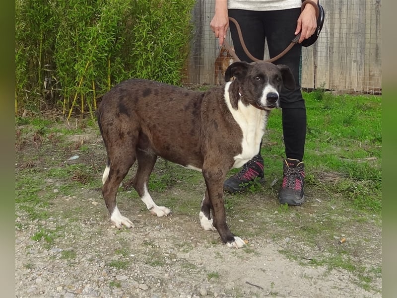 Leni, Mix Labrador / Pointer, lieb und verträglich