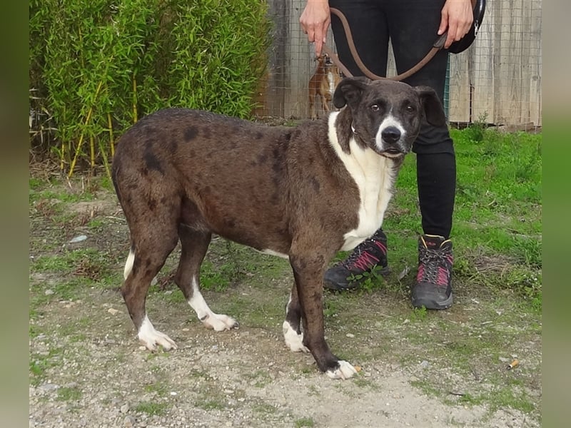 Leni, Mix Labrador / Pointer, lieb und verträglich