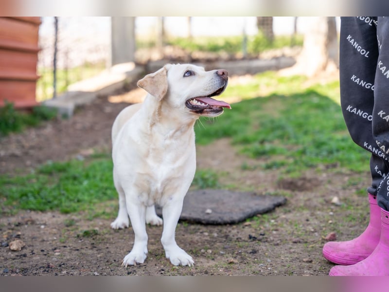 Gemma - Labrador-Hündin mit Herz, Charme & Trüffelnase