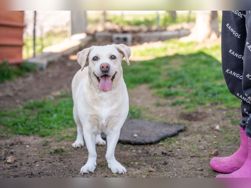 Gemma - Labrador-Hündin mit Herz, Charme & Trüffelnase