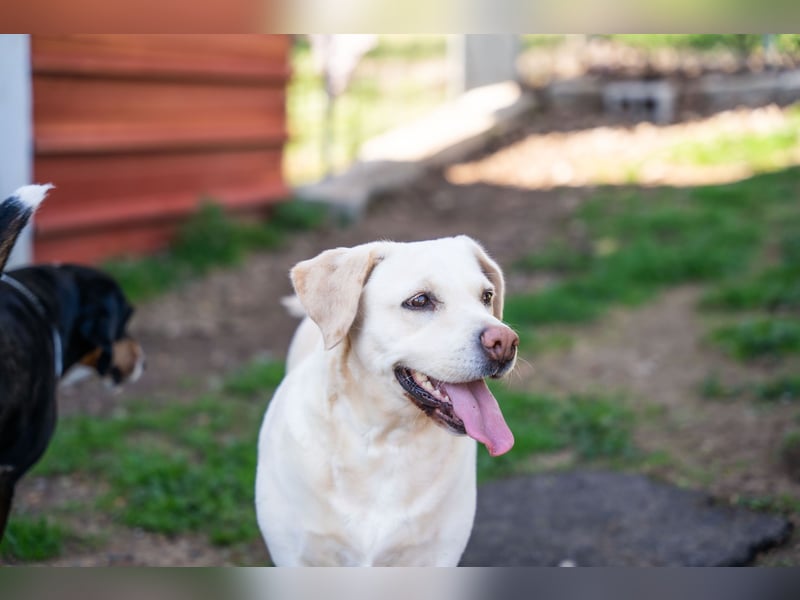 Gemma - Labrador-Hündin mit Herz, Charme & Trüffelnase