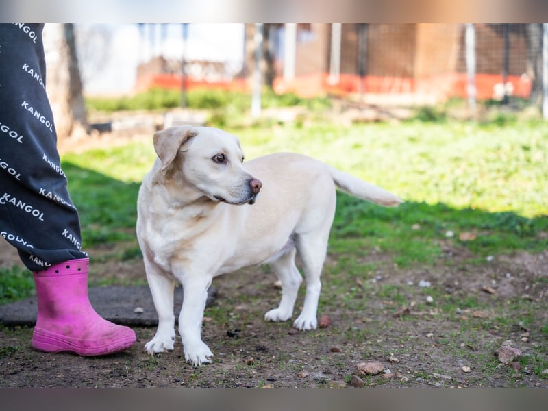 Gemma - Labrador-Hündin mit Herz, Charme & Trüffelnase
