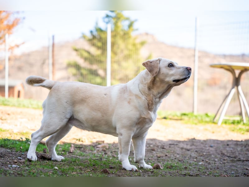 Gemma - Labrador-Hündin mit Herz, Charme & Trüffelnase