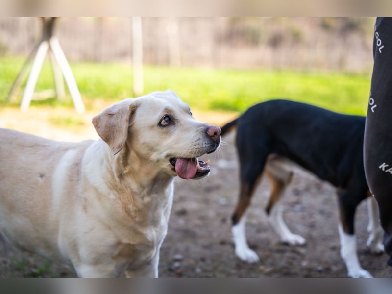 Gemma - Labrador-Hündin mit Herz, Charme & Trüffelnase