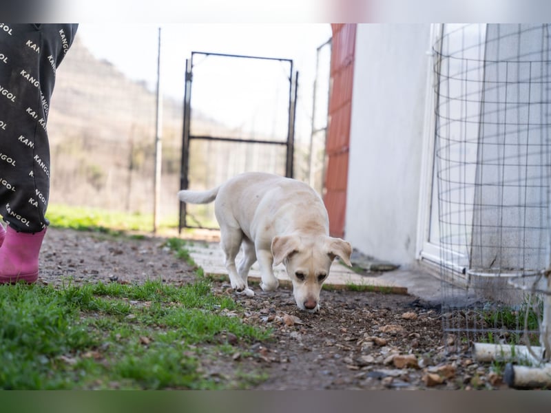 Gemma - Labrador-Hündin mit Herz, Charme & Trüffelnase