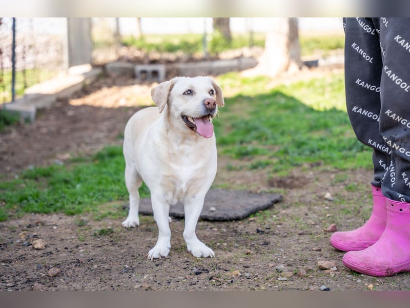 Gemma - Labrador-Hündin mit Herz, Charme & Trüffelnase