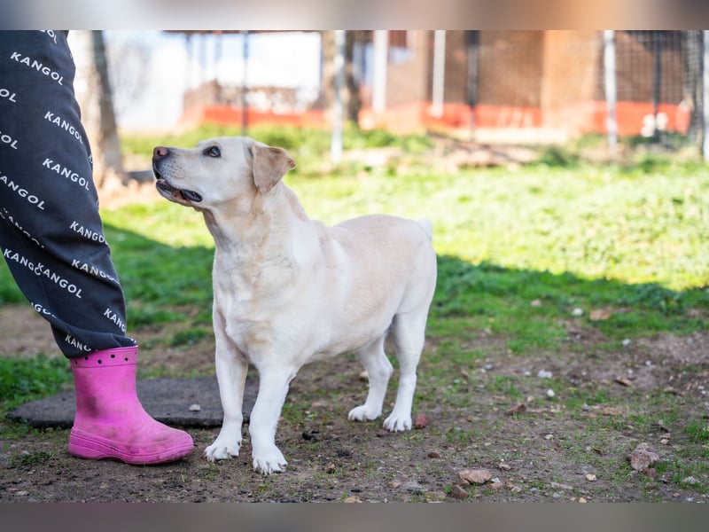 Gemma - Labrador-Hündin mit Herz, Charme & Trüffelnase