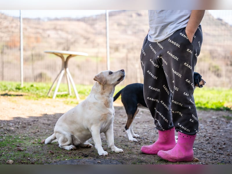 Gemma - Labrador-Hündin mit Herz, Charme & Trüffelnase