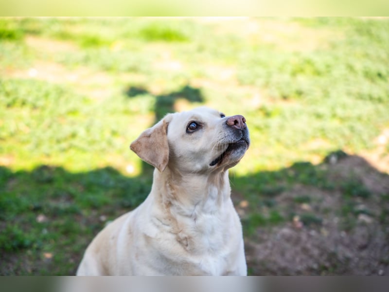 Gemma - Labrador-Hündin mit Herz, Charme & Trüffelnase