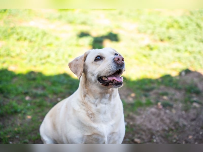 Gemma - Labrador-Hündin mit Herz, Charme & Trüffelnase