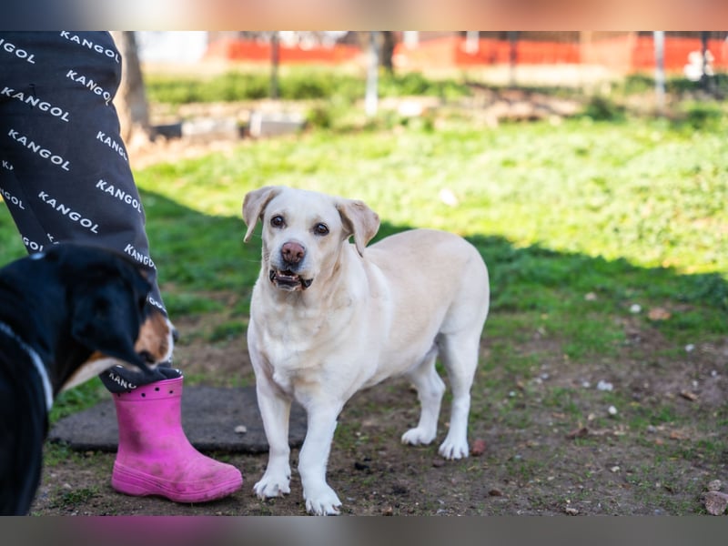 Gemma - Labrador-Hündin mit Herz, Charme & Trüffelnase