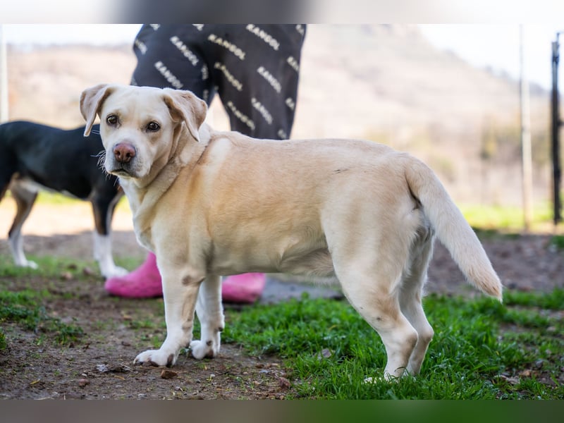 Gemma - Labrador-Hündin mit Herz, Charme & Trüffelnase