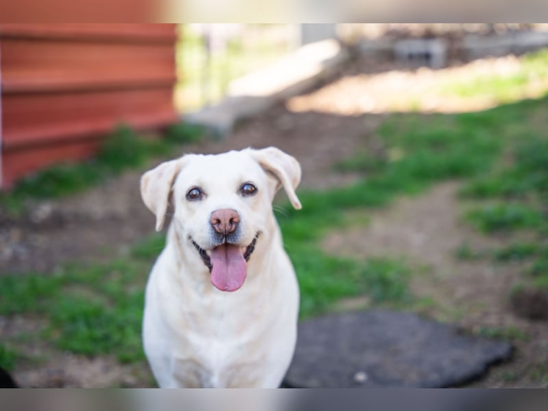 Gemma - Labrador-Hündin mit Herz, Charme & Trüffelnase