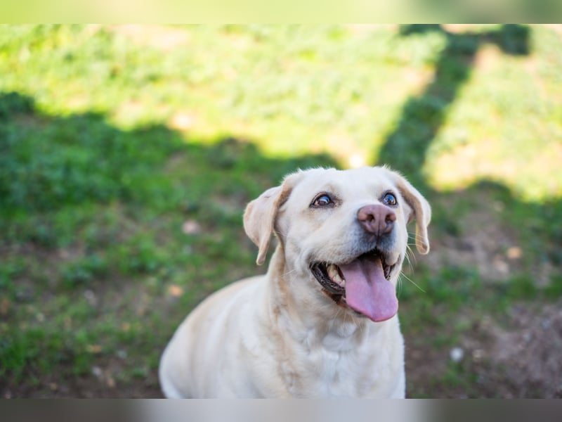 Gemma - Labrador-Hündin mit Herz, Charme & Trüffelnase