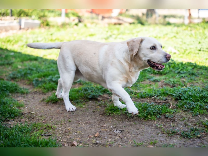 Gemma - Labrador-Hündin mit Herz, Charme & Trüffelnase