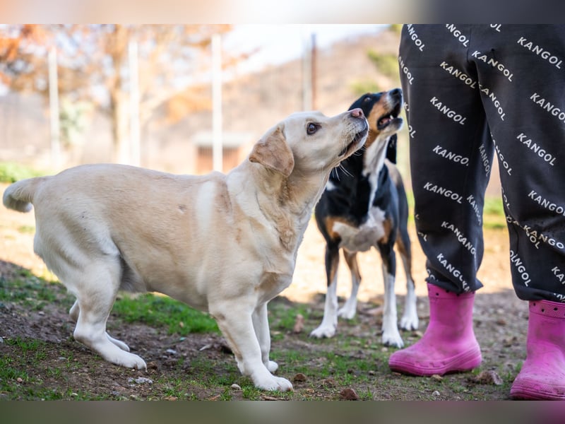 Gemma - Labrador-Hündin mit Herz, Charme & Trüffelnase