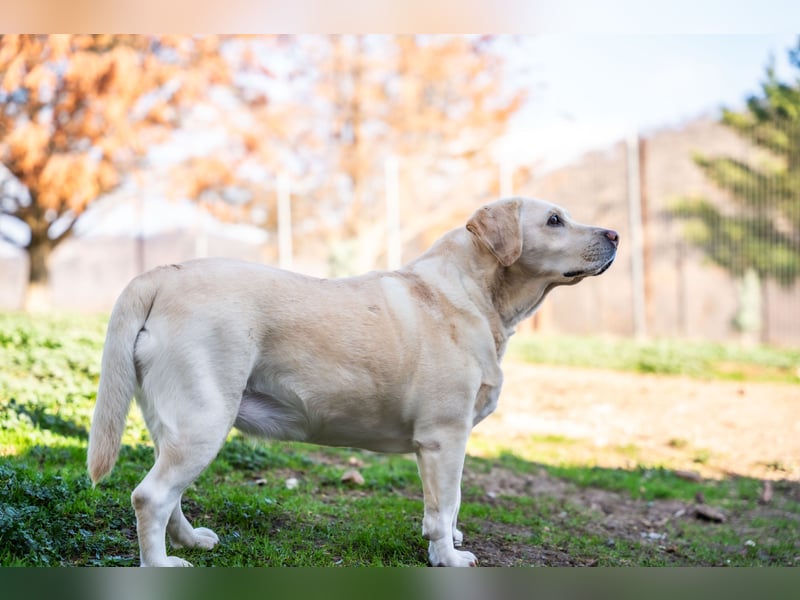 Gemma - Labrador-Hündin mit Herz, Charme & Trüffelnase