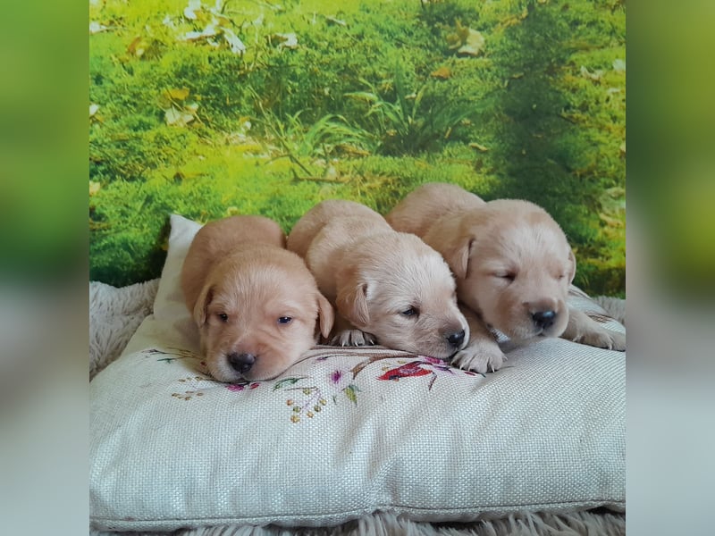 Labradorwelpe