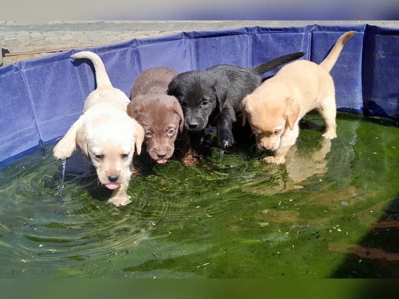 Reinrassige Labradorwelpen