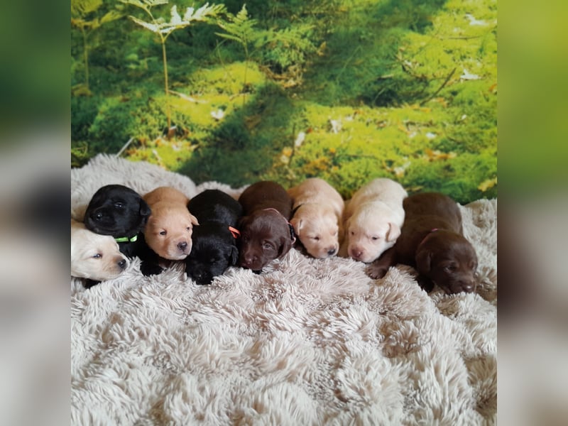 Reinrassige Labradorwelpen