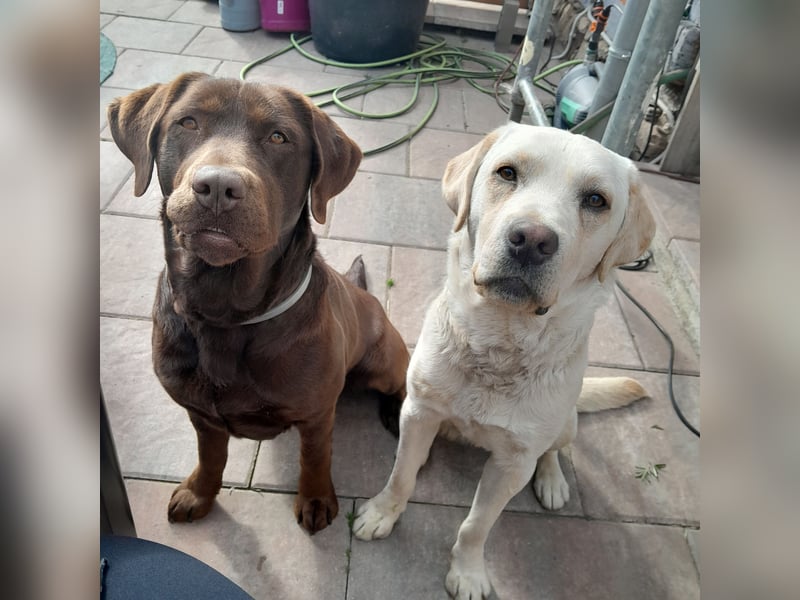 Reinrassige Labradorwelpen