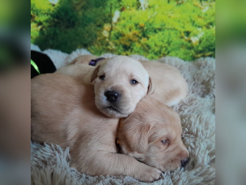Labradorwelpe