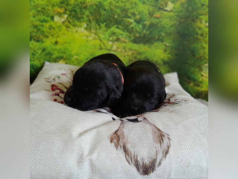 Reinrassige Labradorwelpen