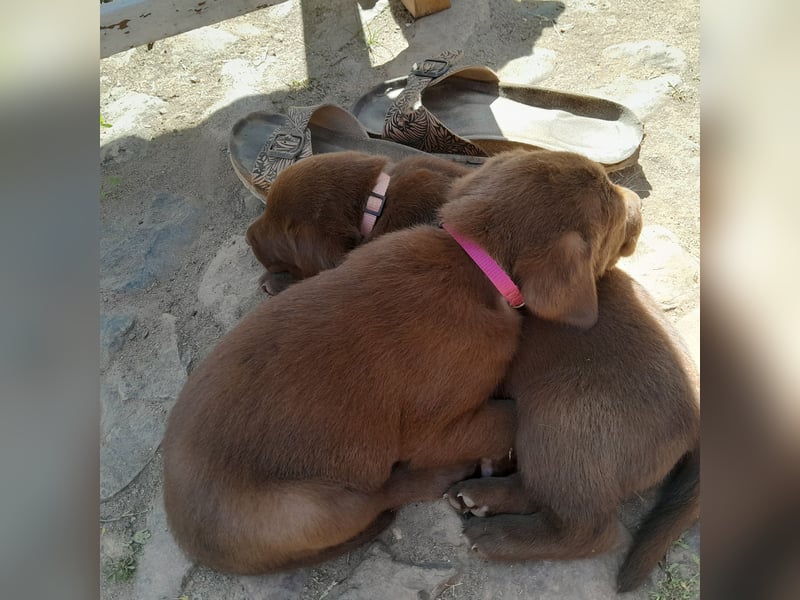 Reinrassige Labradorwelpen