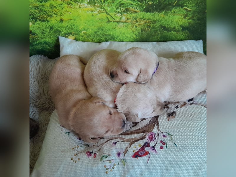 Labradorwelpe