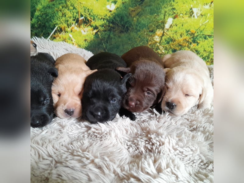 Labradorwelpe