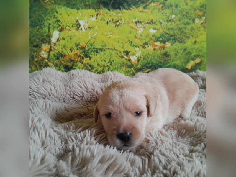Labradorwelpe