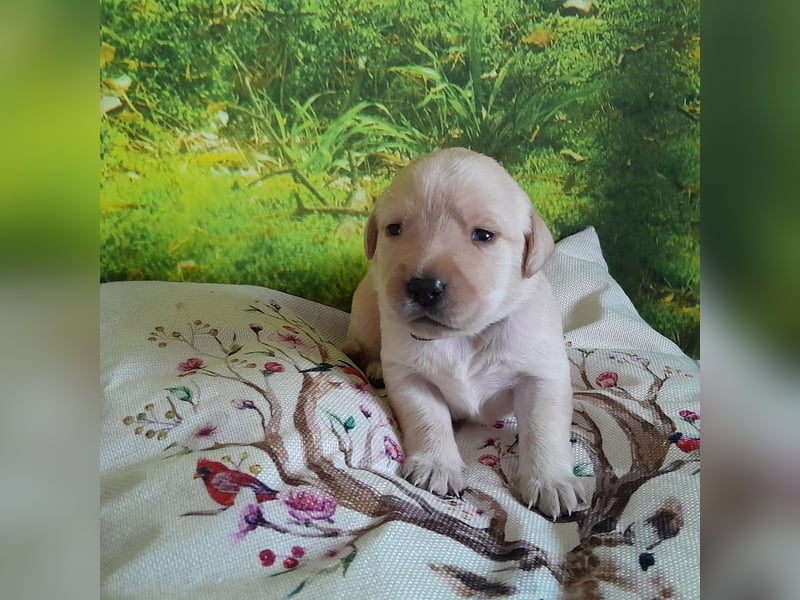 Labradorwelpe