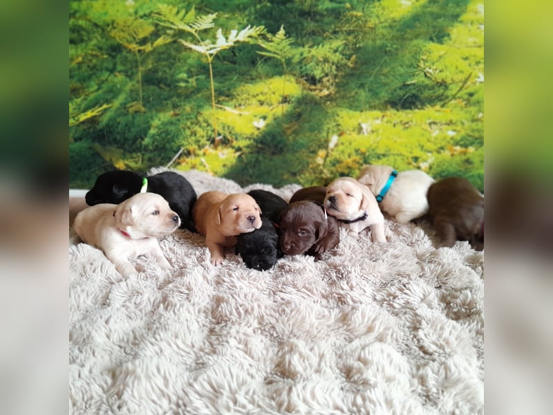 Labradorwelpe