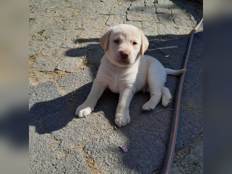 Reinrassige Labradorwelpen